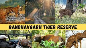 Bandhavgarh Safari Booking Online 17068794452