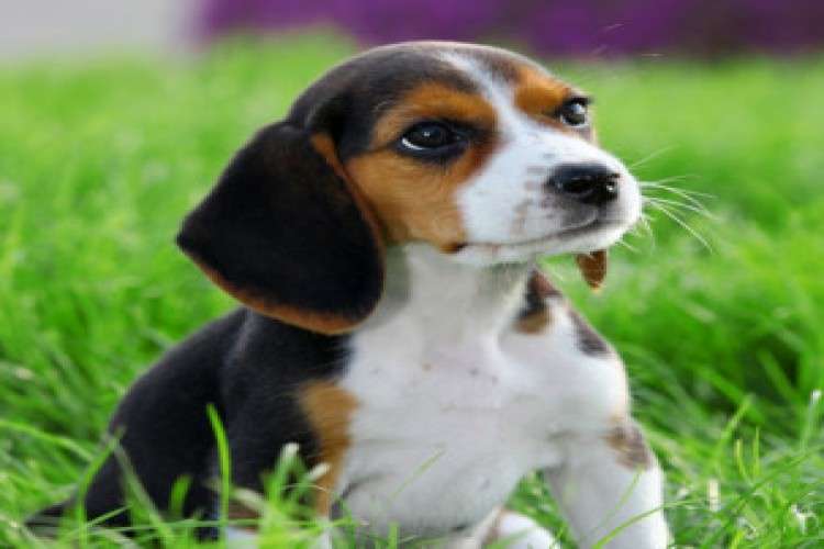 Best Beagle Puppies For Sale In Pune 1654870