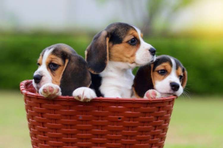 Best Beagle Puppies For Sale In Pune 378927