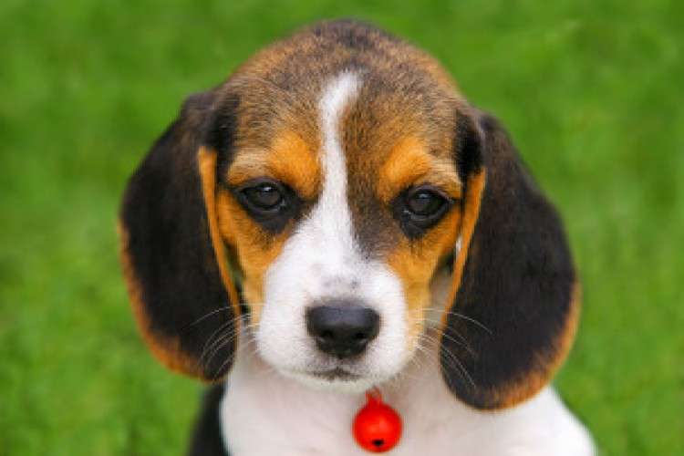 Best Beagle Puppies For Sale In Pune 9180815