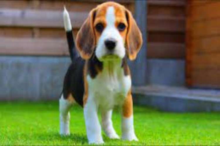 Best Beagle Puppies For Sale In Pune 9864928