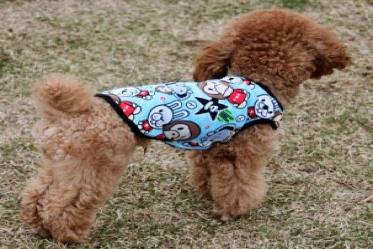 Best Dog Accessories Onlineindia Dog Accessories 571144