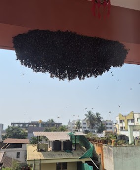 Best Pest Control Aligarh 17886295559