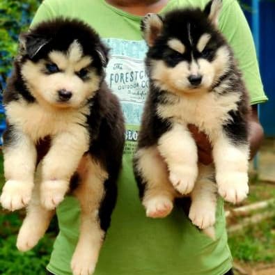 Blue Eyes Siberian Husky Puppies Available 16514850386