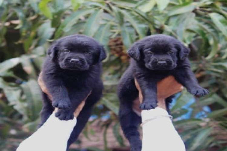 Champion Bloodline Labrador Retriever Puppies 3025921