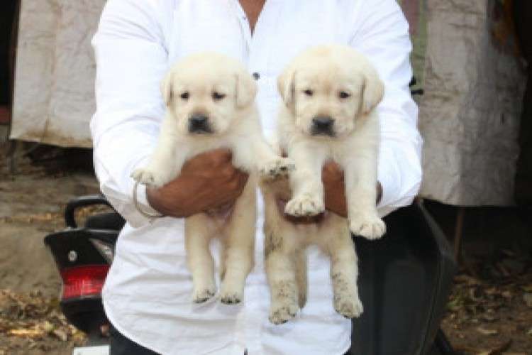 Champion Bloodline Labrador Retriever Puppies 5785586