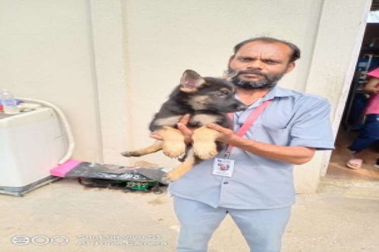 Champion Bloodline Single Coat German Shepherd Puppies 2961047