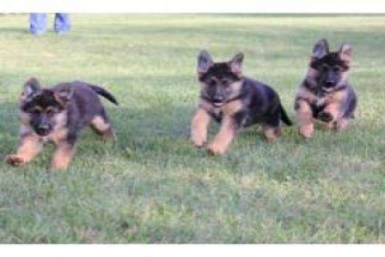 Champion Bloodline Single Coat German Shepherd Puppies 7619903