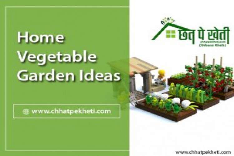 Chhatpekheti Grow Vegetable Seeds On The Terrace 3381586