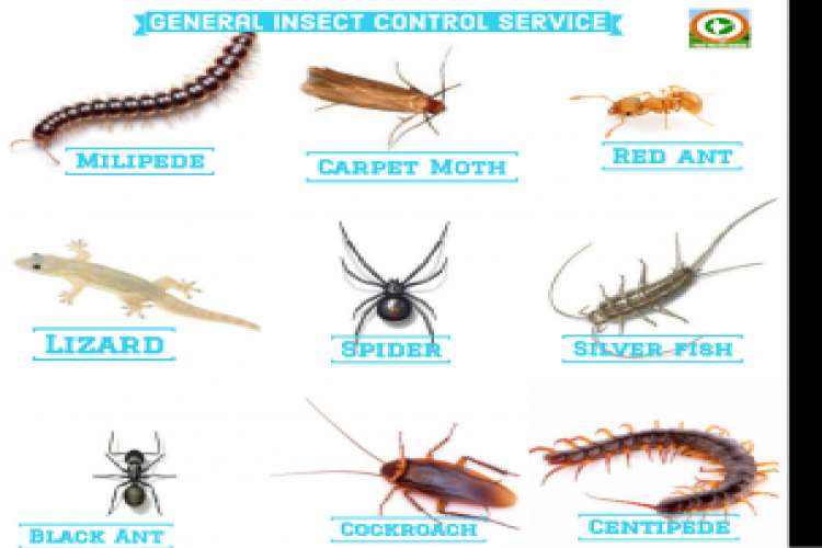 General Insect Control Service 2156967