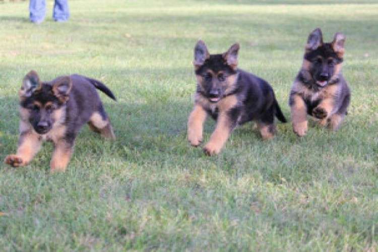 German Shepherd Puppies For Sale 9876197