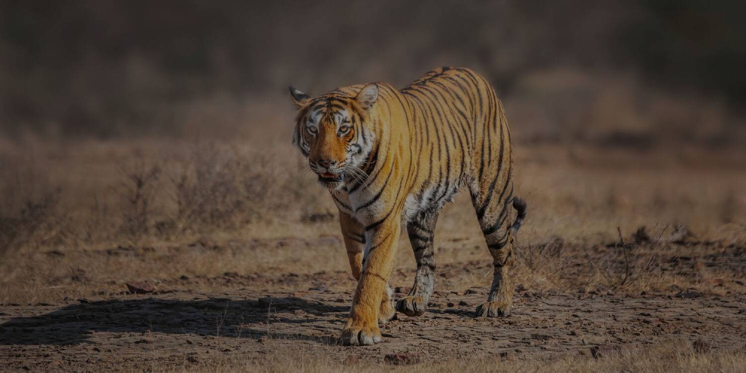 Golden Triangle Tour From Delhi 17334648248