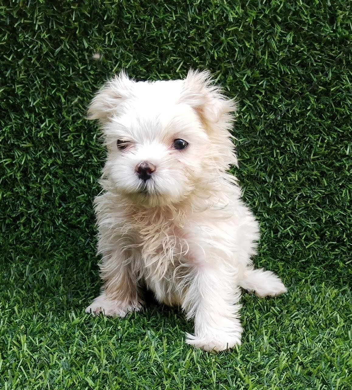 Maltese Dog For Sale In Mumbai   Breed N Breeder 16847577080