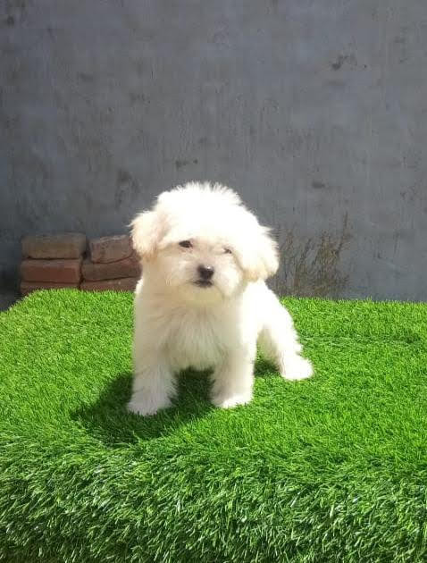 Maltese Dog For Sale In Mumbai   Breed N Breeder 16847577087