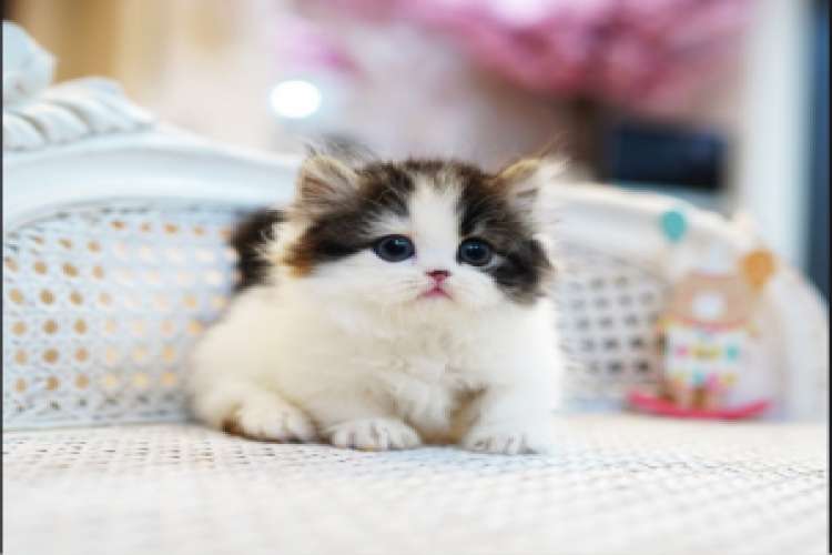 Munchkin Kittens For Sale Near Me 2590381
