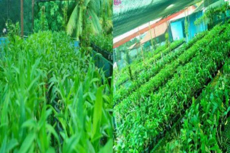 Orchid Online Purchase Kerala 5455186