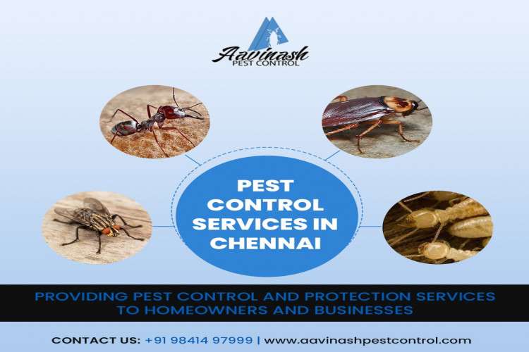 Pest Control Services In Chennai   Aavinashpestcontrol 16369707440