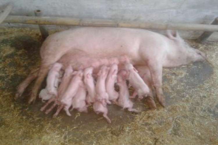 Pigup Farm Privet Limited 2092874