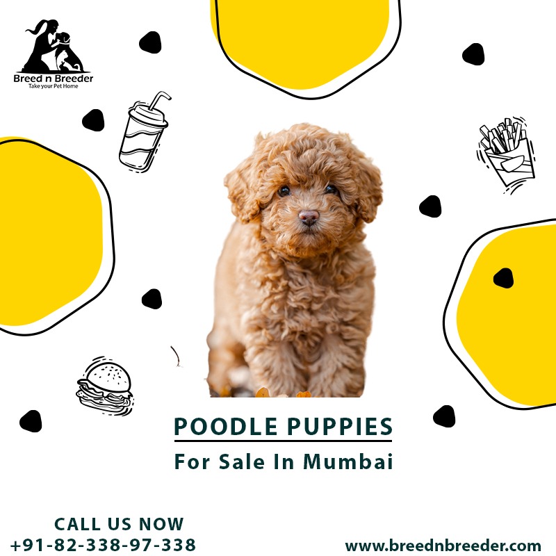 Poodle Mumbai For Adoption In Mumbai 16867298348