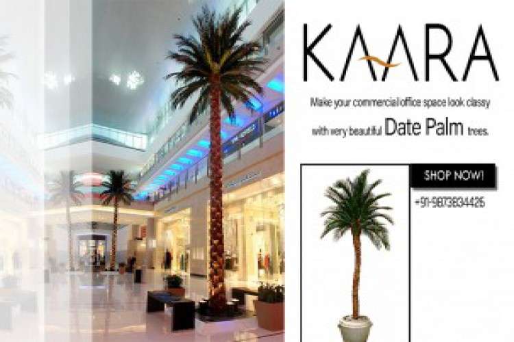 Preserved Fan Palm Trees 8371907
