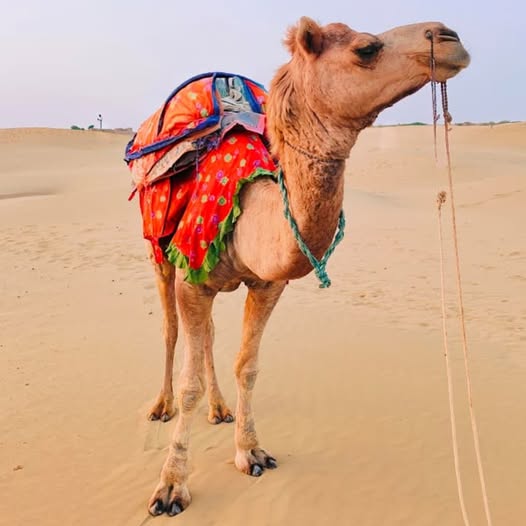 Rajasthan Holiday Packages 17655348131