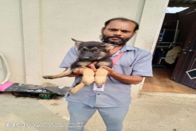 Single Coat German Shepherd Puppies For Sale 5424287