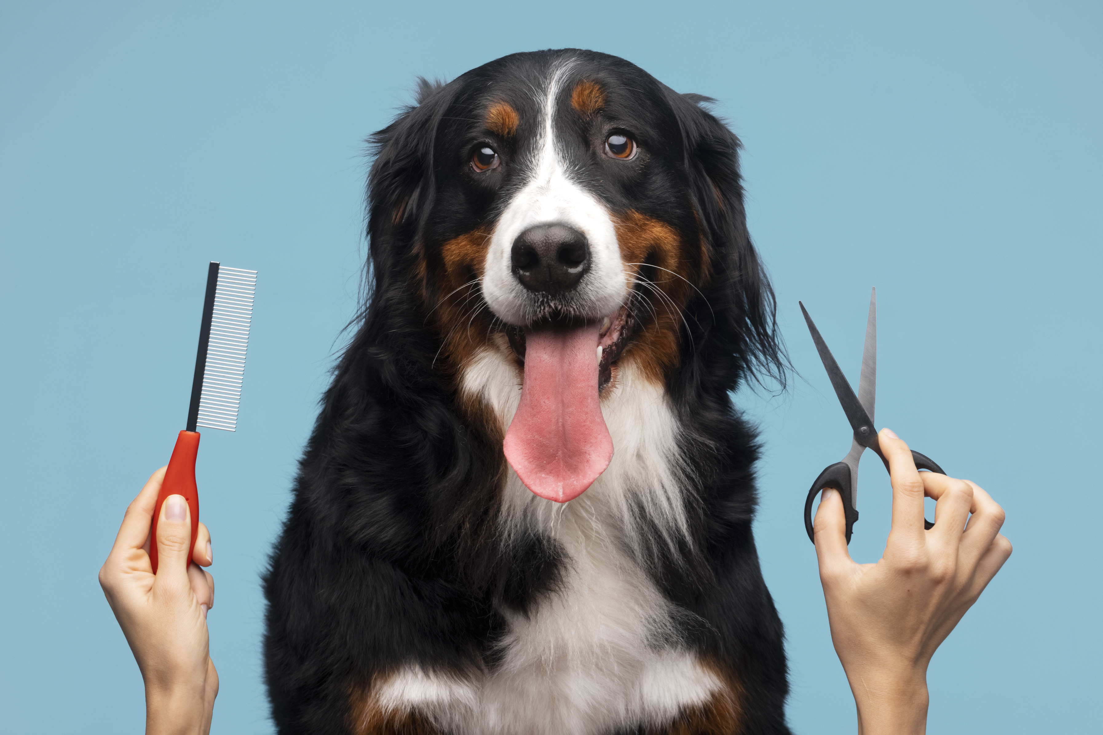 Top Pet Services Find A Puppy Grooming Training And More 17476602183