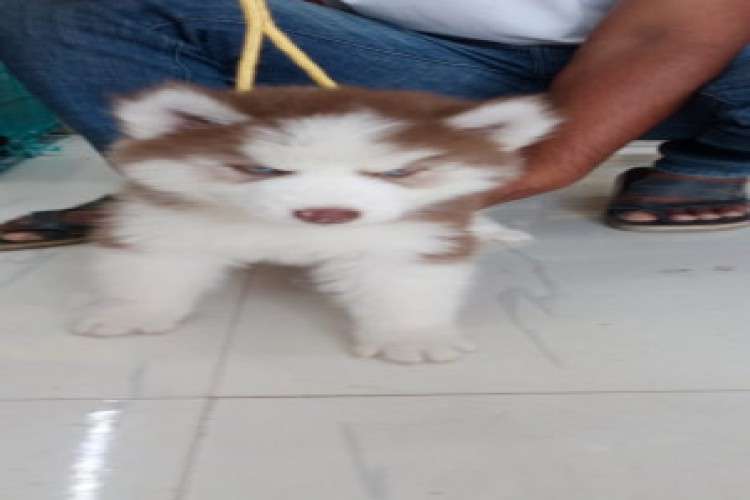 Wooly Coat Siberian Husky Male And Female Puppies For Sale 2437319