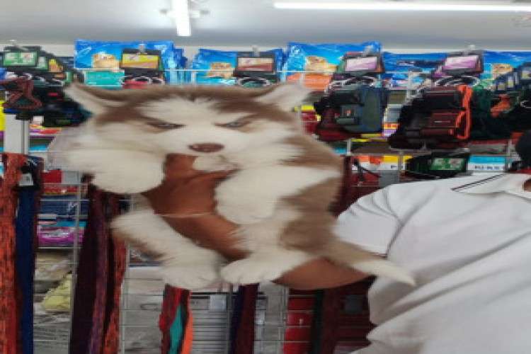 Wooly Coat Siberian Husky Male And Female Puppies For Sale 490337