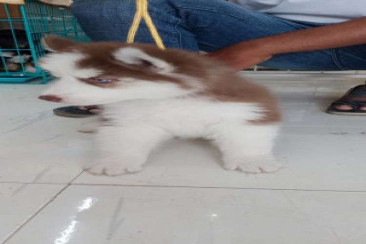 Wooly Coat Siberian Husky Male And Female Puppies For Sale 5827956