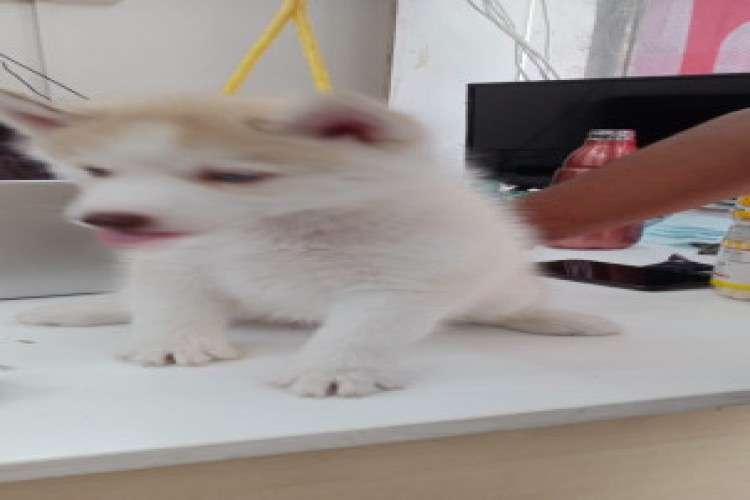 Wooly Coat Siberian Husky Male And Female Puppies For Sale 8462973