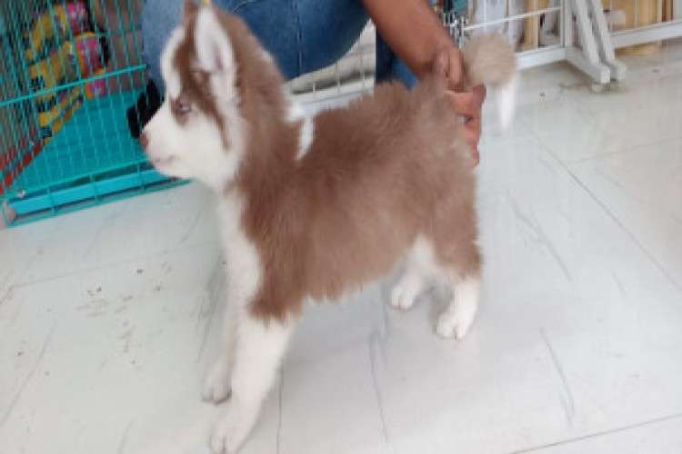 Wooly Coat Siberian Husky Puppies For Sale 445899