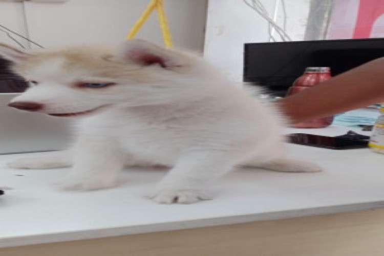 Wooly Coat Siberian Husky Puppies For Sale 760112