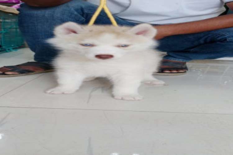 Wooly Coat Siberian Husky Puppies For Sale 7751220