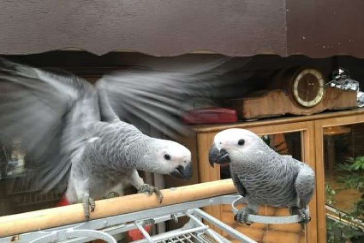 ADULT AND BABY MACAW PARROTS FOR SALE