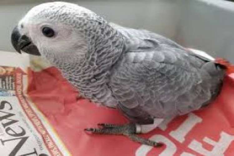 African Congo Grey Pet Parrot Birds Available
