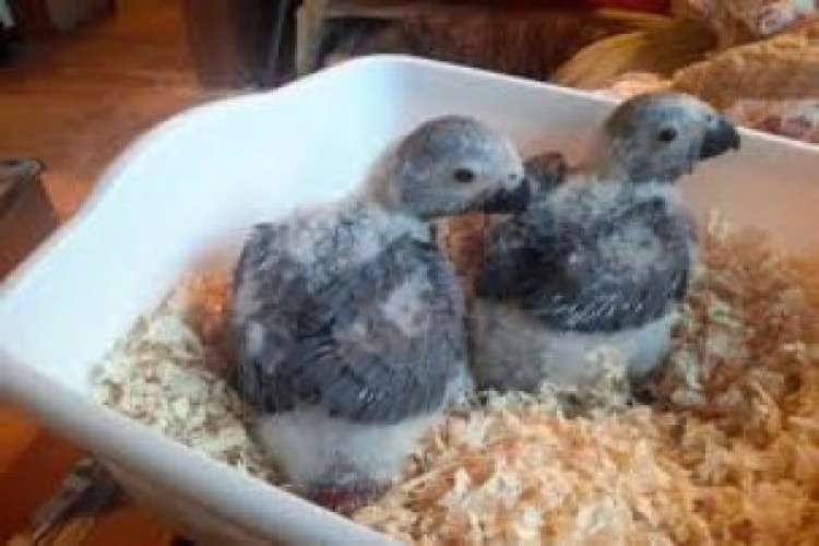 African Congo Greys babies for sale