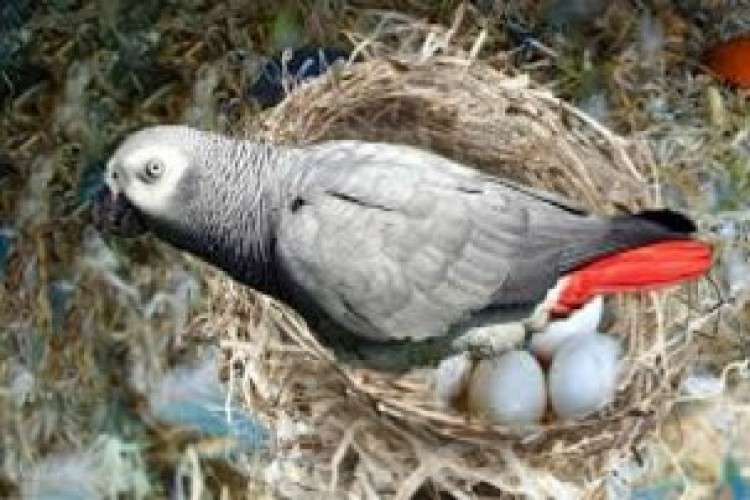 African Congo Healthy and fertile parrot eggs on sale