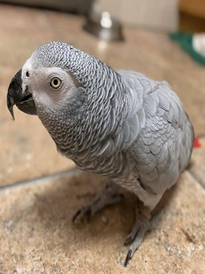 African grey parrots for sale