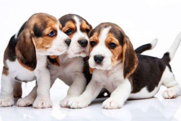 Best Beagle Puppies for sale in Pune