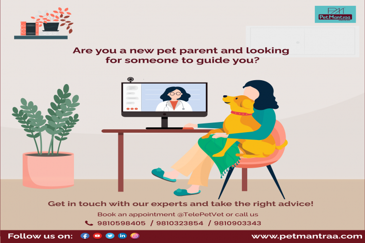 Best Online Pet Veterinary services in New Delhi - PetMantraa