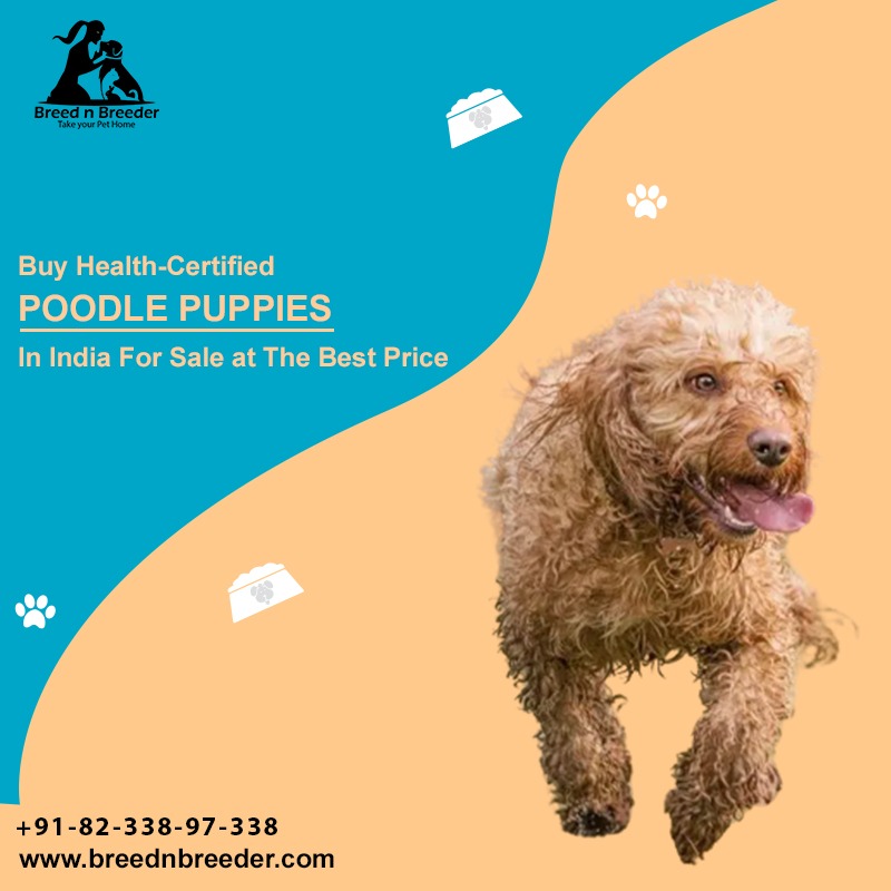 Best Poodle dog breeders in Dehradun - Breed n Breeder