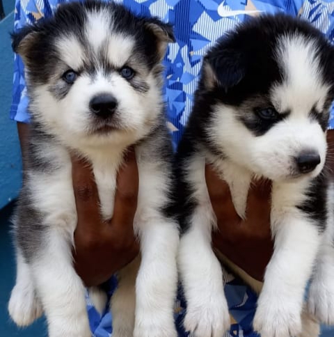 Blue Eyes Siberian husky puppies available