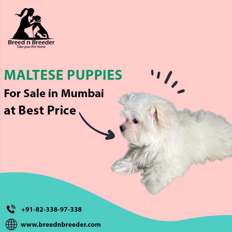 Buy and Sell Maltese puppies online in Mumbai