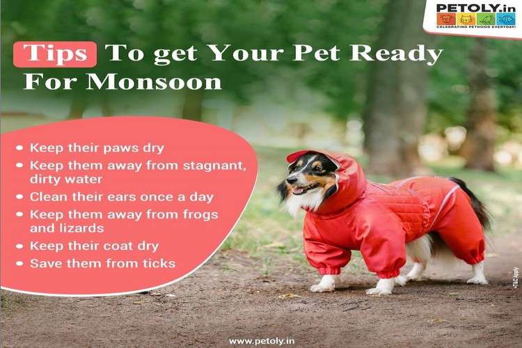 Buy Dog Grooming products online from Petoly