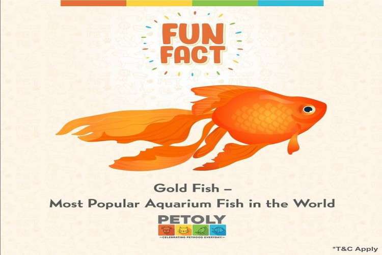 Buy Fish Food and Turtle Food at the best price- Petoly