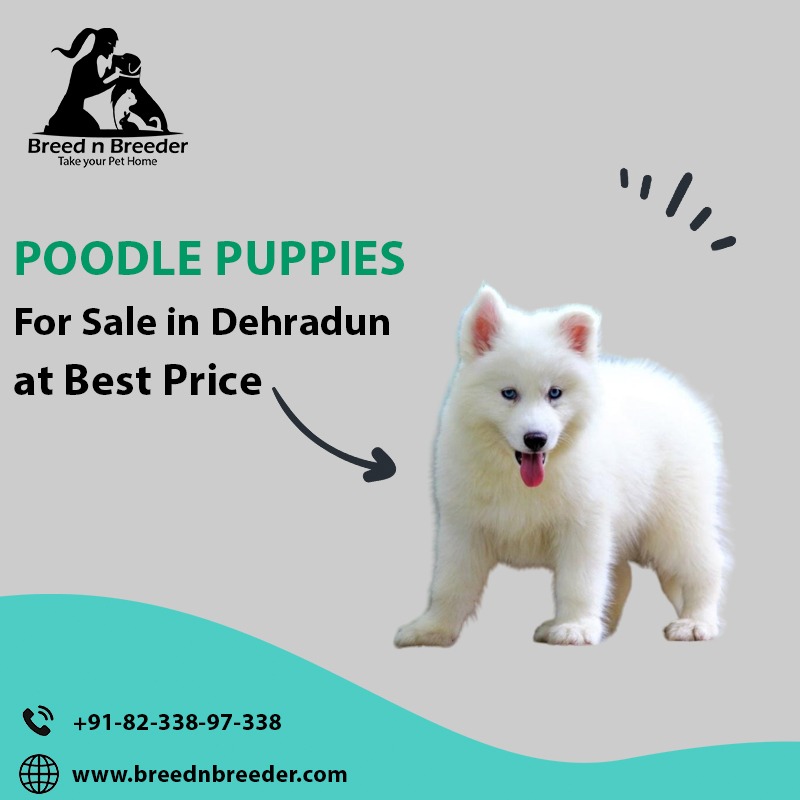 Buy Poodle Dogs Online in Dehradun at Breed n Breeder