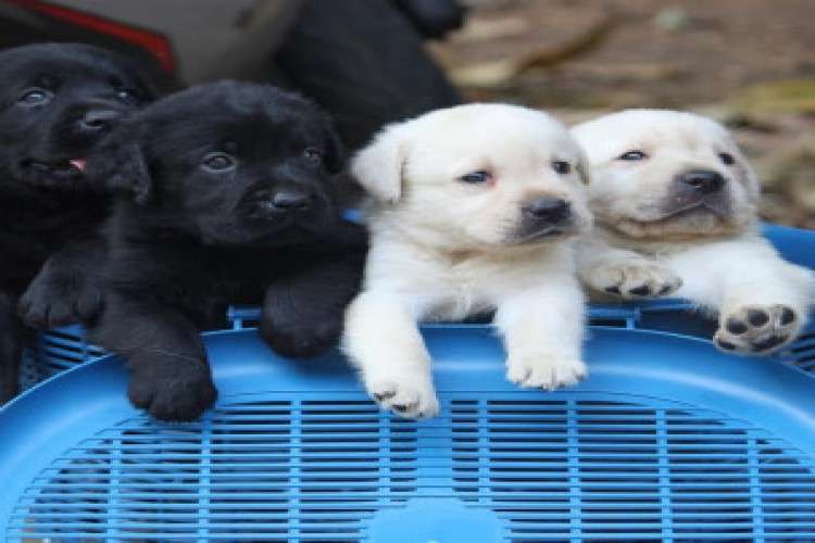 Champion Bloodline Labrador Retriever puppies
