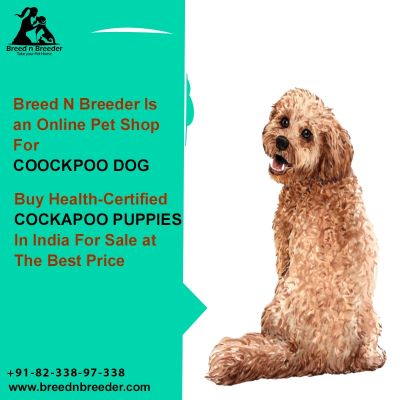 Check the Cockapoo Chennai Price and Bring - Breed n Breeder