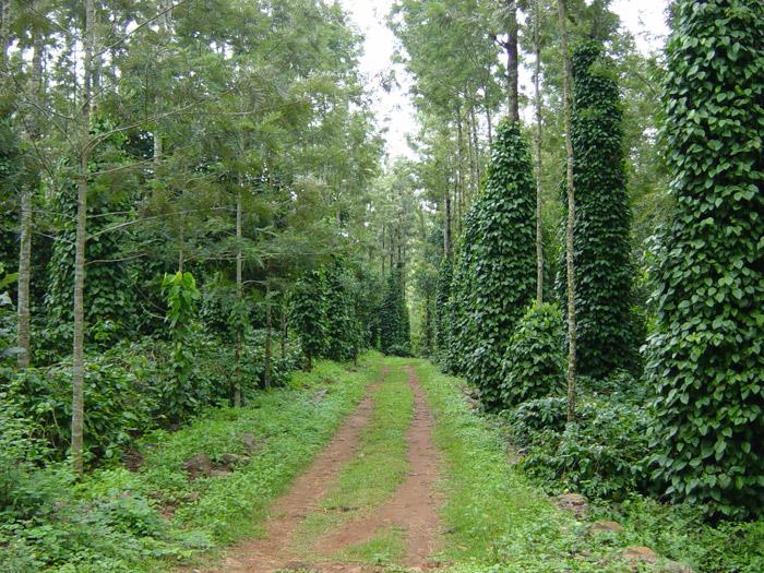 Coffee Estate for Sale near Sakleshpur